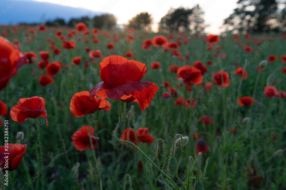 Fototapeta premium art shot of wild red beautiful poppy flowers blossoming at field at sunset evening. close up