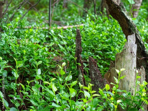 Foto Vibrant green blueberry undergrowth growing around decaying tree stumps on a lus