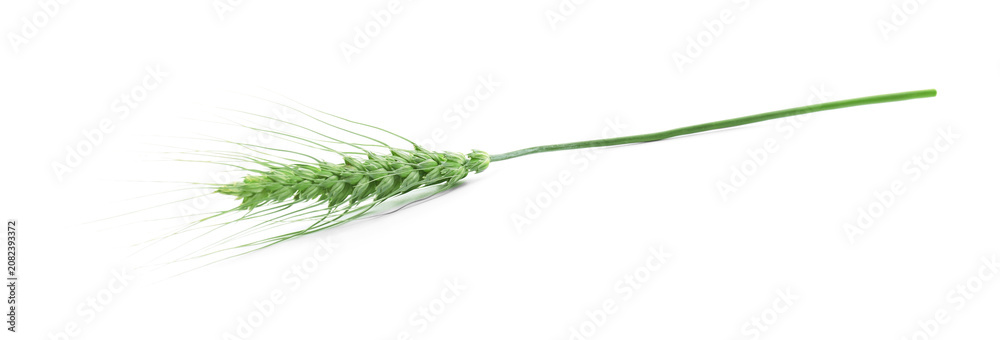 Fototapeta premium One green wheat spike isolated on white