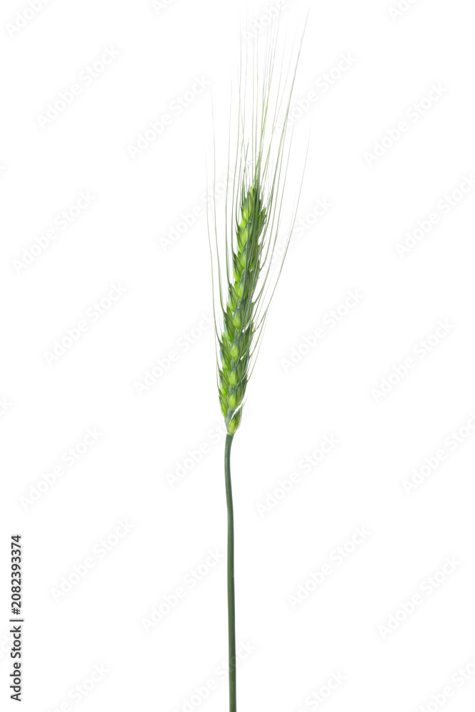 Fototapeta premium One green wheat spike isolated on white