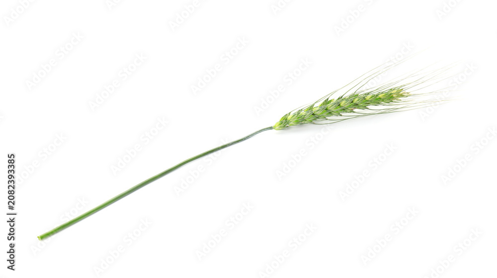 Fototapeta premium One green wheat spike isolated on white