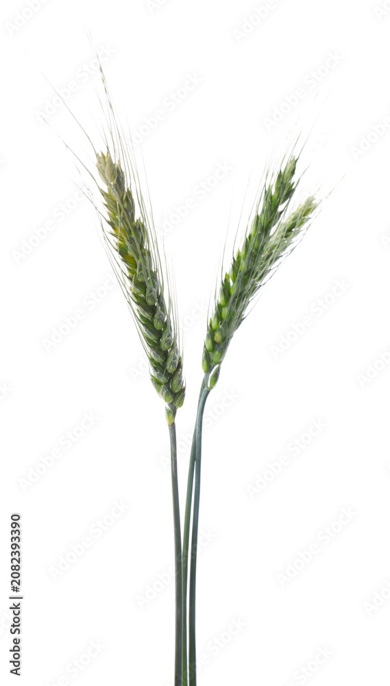 Fototapeta premium Three green wheat spikes isolated on white