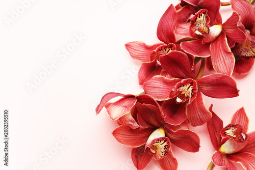Beautiful orchid flowers on pink background, top view. Space for text
