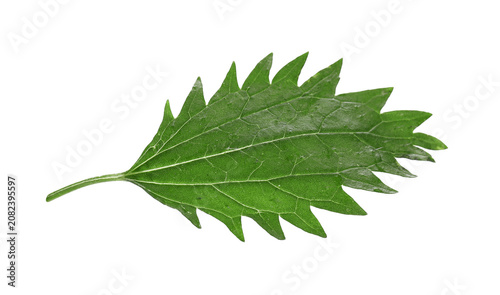 Fotografie Fresh stinging nettle leaf on transparent background