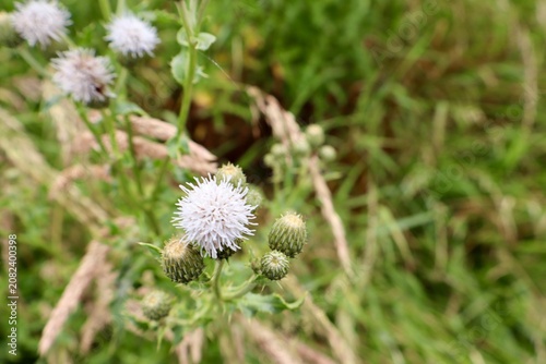 Canvas Print dandelion thistle in the grass in the wild meadow.