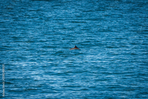Принти на полотні Harbour Porpoise Dorsal Fin Breaking the Surface on the Isle of Mull