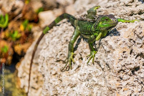 Canvastavla Exotic iguana green reptile