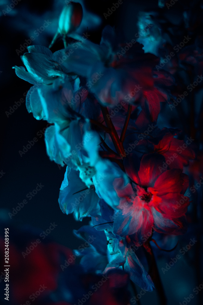 Obraz premium Neon flowers in blue and red colors, cinematic moody photo