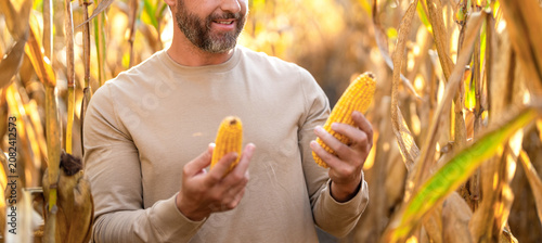 Fotografie Farmer man harvesting in corn field, cropped view
