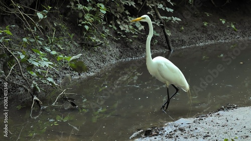 Photos The great egret (Ardea alba) is catching fish in the stream.