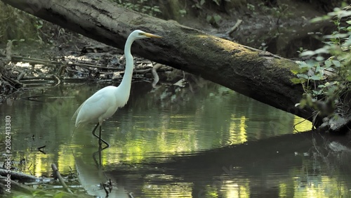Photos The great egret (Ardea alba) is catching fish in the stream.