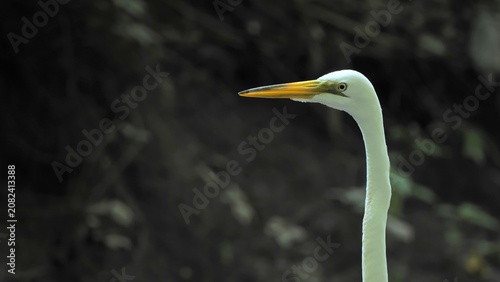 Fotografía The great egret (Ardea alba) is catching fish in the stream.