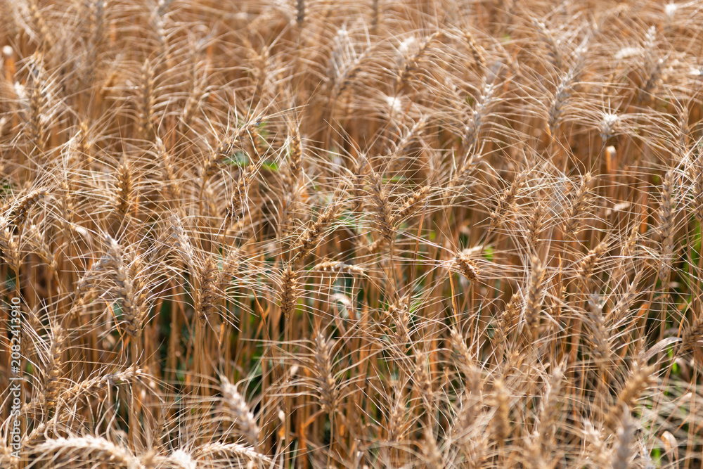 Fototapeta premium Crop field. Seed ripe nature background. Golden crop and ear of wheat. Farmland with field of rye in summer. Agriculture wheat field. Field on an agriculture farm. Farming