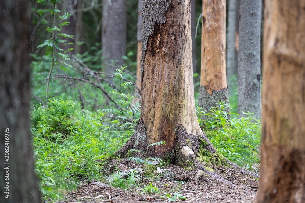 Fototapeta premium Infested spruce forest suffering from bark beetle attacks, trees eaten by insect drying out and dying, massive invasion of pests in woodlands causing death of forest, regional natural disaster.