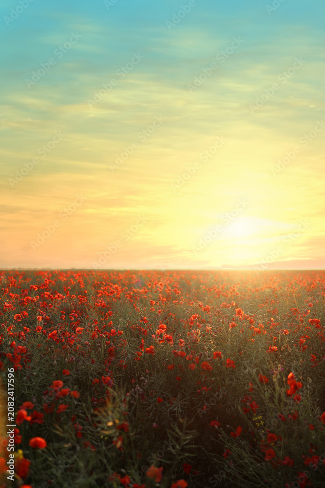 Fototapeta premium Meadow of poppy flowers under beautiful sky at sunrise