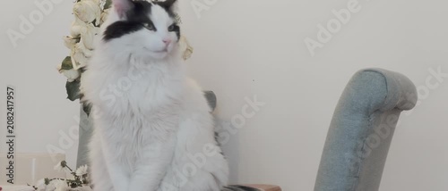 Fluffy Long Haired White Domestic Cat with Black Markings Resting Indoors Near White Flowers and Decorative Vase in a Minimalist Home and white wall