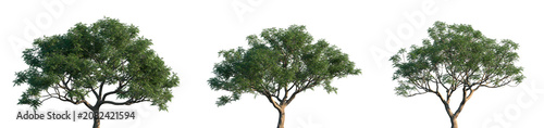 Fotografía Set of Melia azedarach (known as the Chinaberry tree or Persian lilac) blooming
