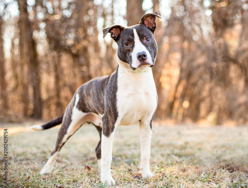 A brindle and white Pit Bull Terrier mixed breed dog listening with a head tilt