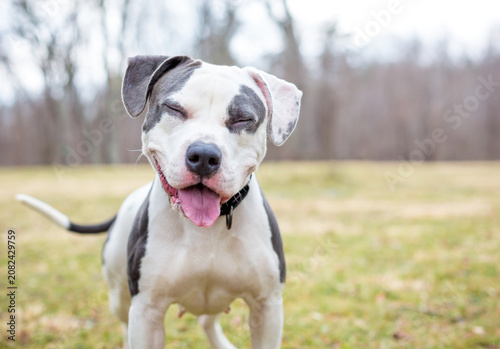 A happy Pit Bull Terrier mixed breed dog with its eyes closed