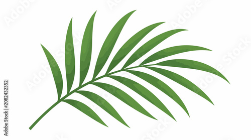Foto Single green tropical palm frond leaf.