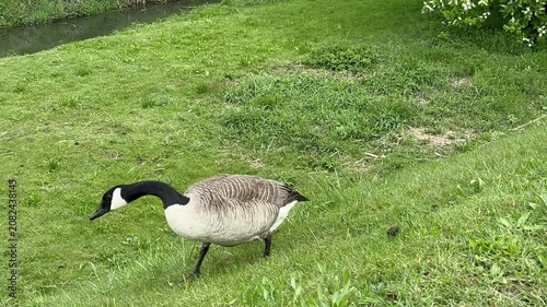 Nahaufnahme einer Kanandagans auf einer grünen Wiese