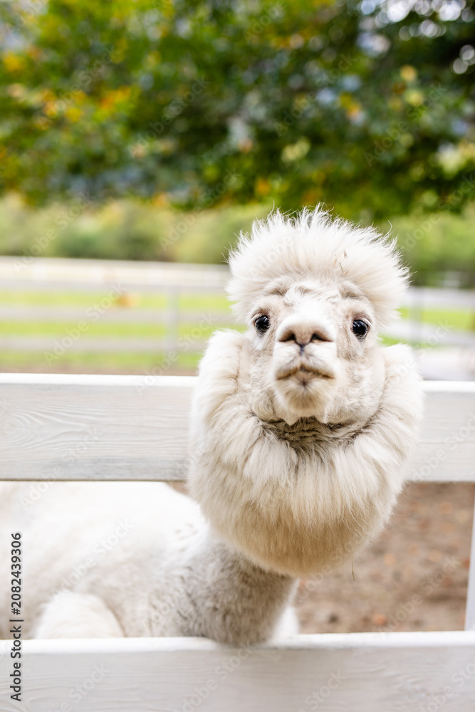 Fototapeta premium White alpaca close up looking over white wooden fence with fluffy face and soft blurred background.