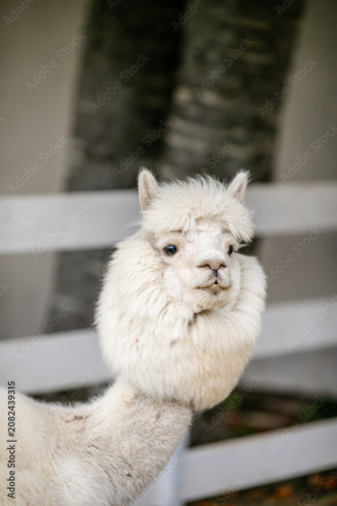 Fototapeta premium White alpaca close up portrait with fluffy head and long neck near white fence.