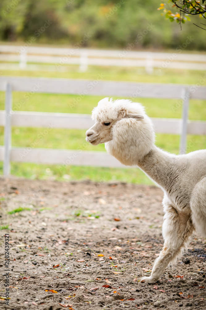 Fototapeta premium White alpaca standing in sandy paddock with blurred farm background and white fence.