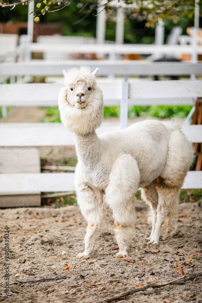 Obraz premium White alpaca standing in sandy paddock with blurred farm background and white fence.
