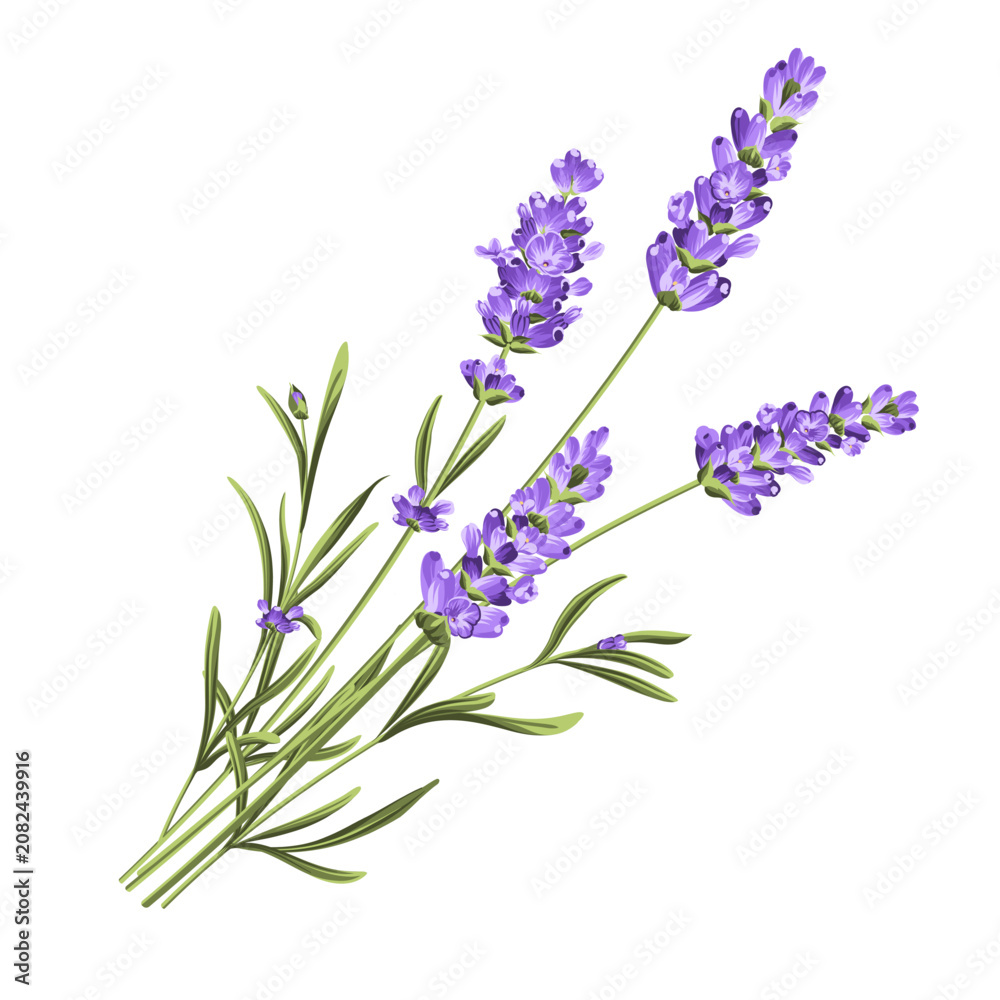 Fototapeta premium Elegant purple lavender bouquet on white, vector illustration