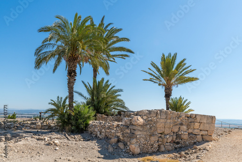 Foto Palm trees growing at Tel Megiddo National Park in northern Israel