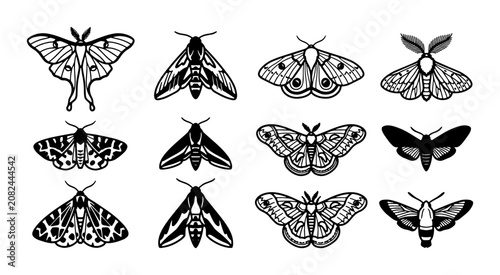 Canvastavla Elegant Moth Illustrations, Vector Set: Delicate Insect Designs for Nature and T