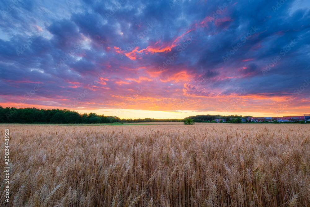 Fototapeta premium Golden wheat field close-up during harvest at sunset. Agriculture. Ripe ears of grain against a bright evening sky with clouds in the countryside.