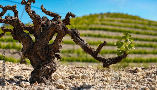 Grapevine Trunk on Chalky Soil Close-up with Blurred Vineyard Hills