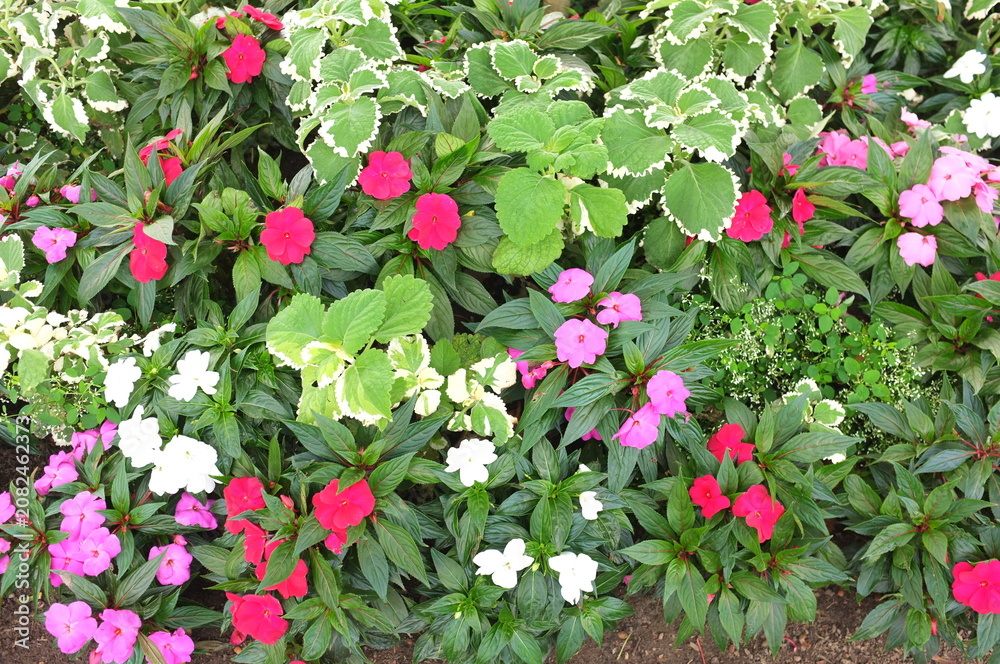 Fototapeta premium Colorful pink red and white impatiens with variegated coleus in flowerbed