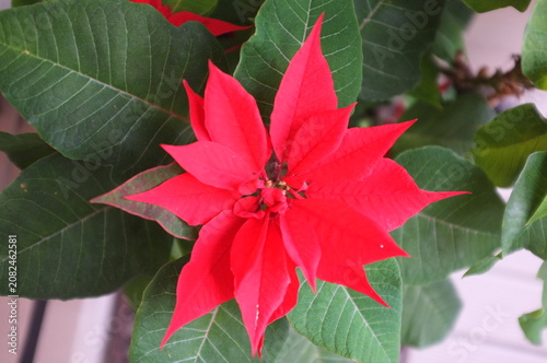 фотографія Red poinsettia bracts on green leaves potted holiday houseplant close up