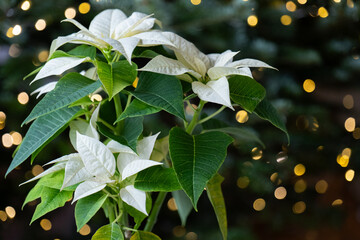  White Poinsettia Plant with Bokeh Lights. Christmas Plants. white poinsettia against a spruce background.