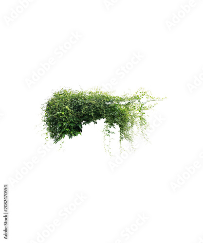 green grass isolated on white background