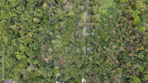Aerial top down view of dense green tree canopy in Chapultepec park. Drone shot of abstract forest trees and walking path in Mexico City, CDMX.