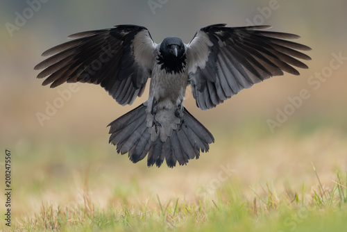 Canvastavla Perfect Landing