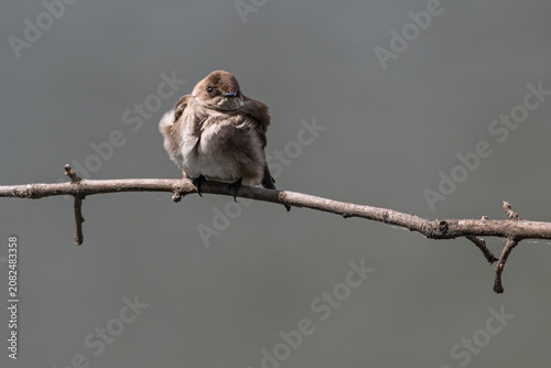 Fotografie Northern rough-winged swallow perched on a branch.
