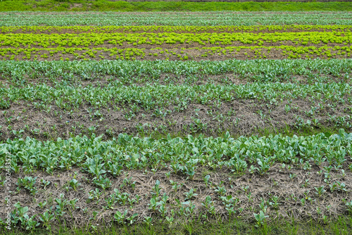 Food crops, global food production, farms and orchards for export in Asia, food technology.