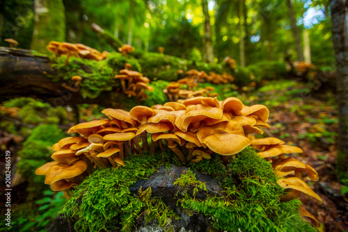 Cuadro en lienzo Close-up of armillaria or honey fungi colony on a decaying tree trunk covered with green moss