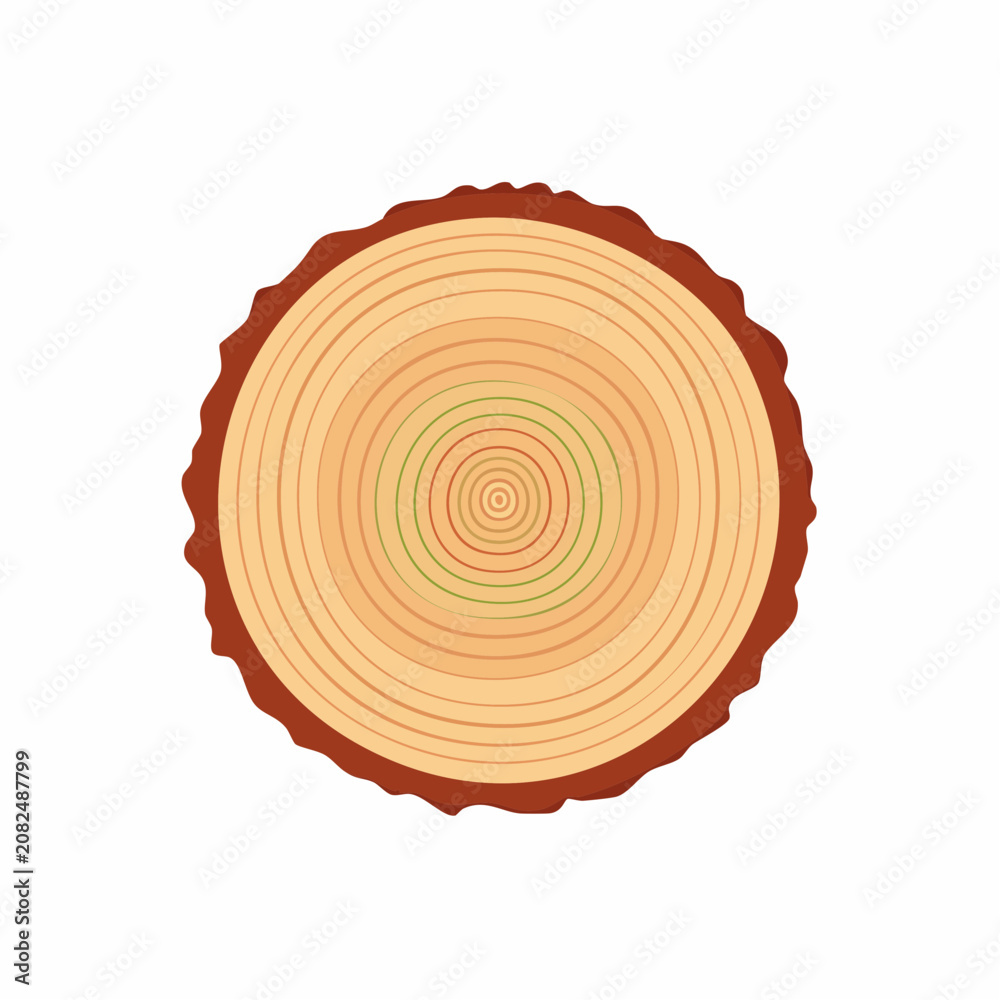 Fototapeta premium Flat Tree Ring Cross Section