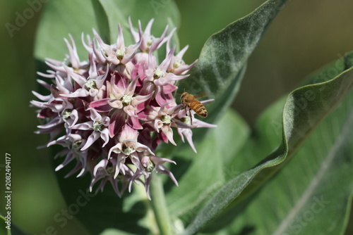 Tablou pe pânză Showy Milkweed flower 8K