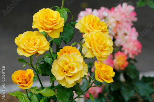 rose with yellow flowers in the garden