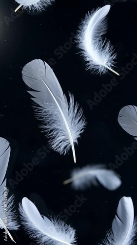 Many soft white feathers falling down gracefully in slow motion against pitch black night backdrop