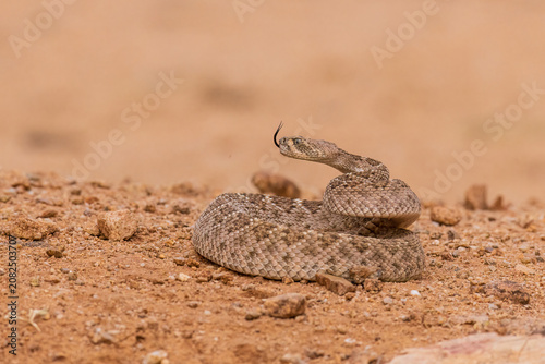 Konstfotografi 02905-00508 Western Diamondback Rattlesnake (Crotalus atrox) Pima Co