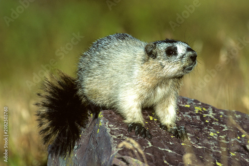 Vászonkép 02003-00106 Hoary Marmot (Marmota caligata) Glacier NP   MT