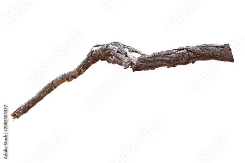Dead branch with cracked bark isolated on transparent background.